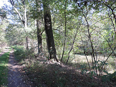 Schönefelder Waldweg im Naturschutzgebiet Schöbendorfer Busch