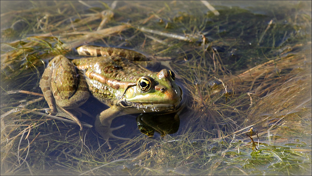 Grenouille