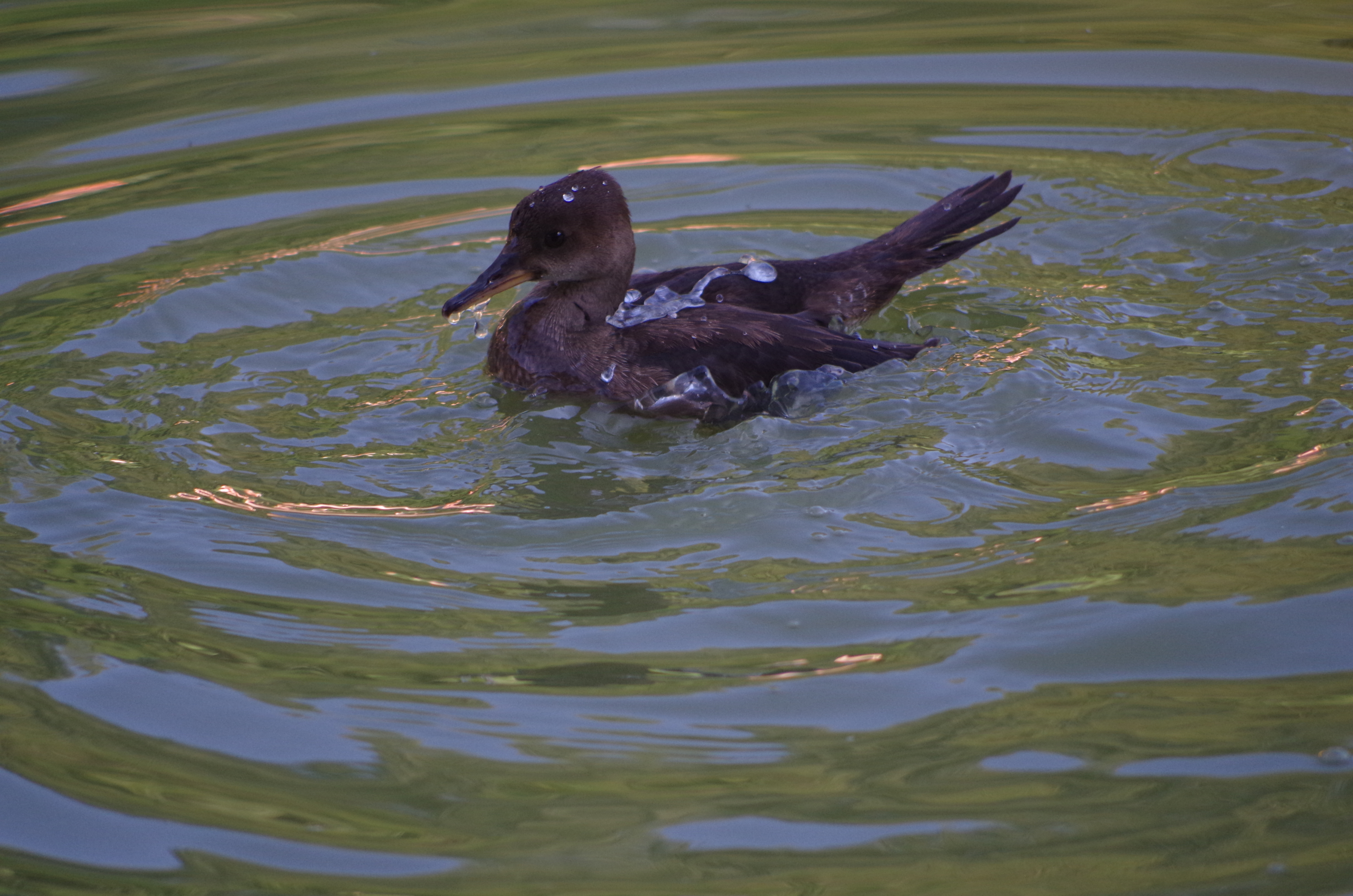 Parc aux oiseaux Villars les Dombes