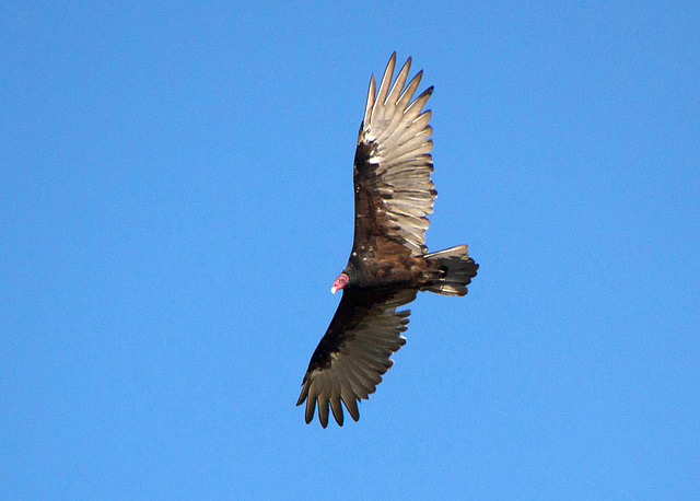 Turkey Vulture