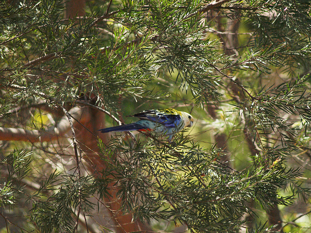 Pale Headed Rosella 1014 00