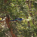 Pale Headed Rosella 1014 00