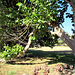 Trees in Wharepapa South School Grounds