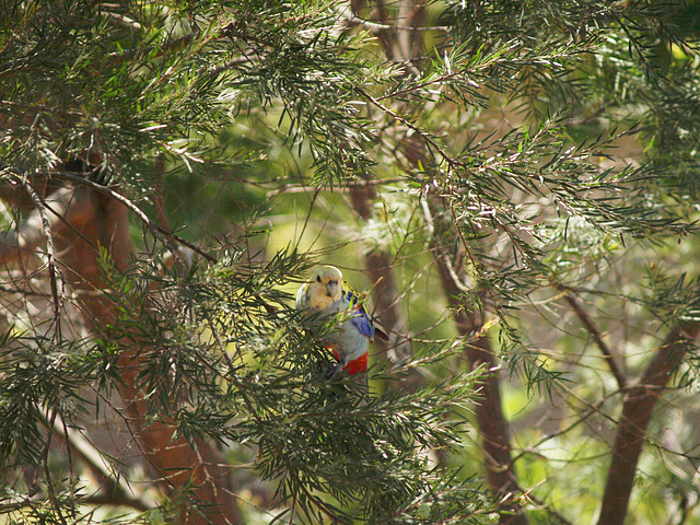 Pale Headed Rosella 1014 15