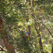 Pale Headed Rosella 1014 15