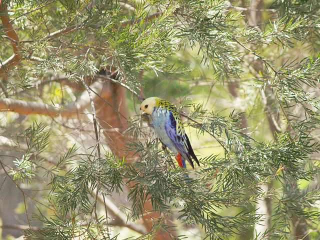 Pale Headed Rosella 1014 20