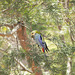 Pale Headed Rosella 1014 20