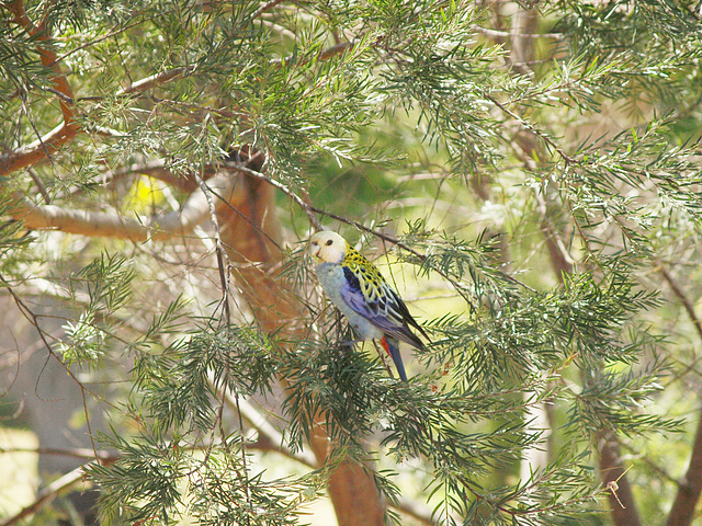 Pale Headed Rosella 1014 26