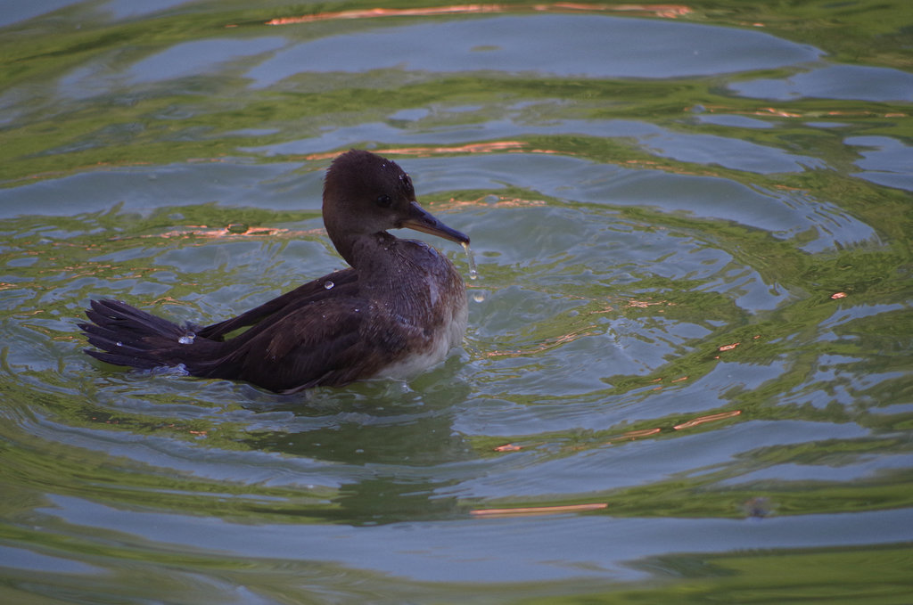 Parc aux oiseaux Villars les Dombes