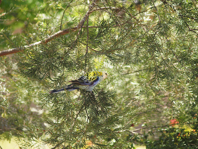 Pale Headed Rosella 1014 66 Pale Headed Rosella 1014 66