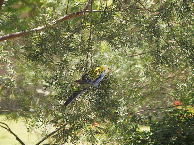 Pale Headed Rosella 1014 67