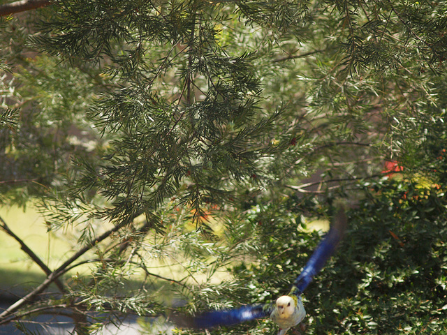 Pale Headed Rosella 1014 71