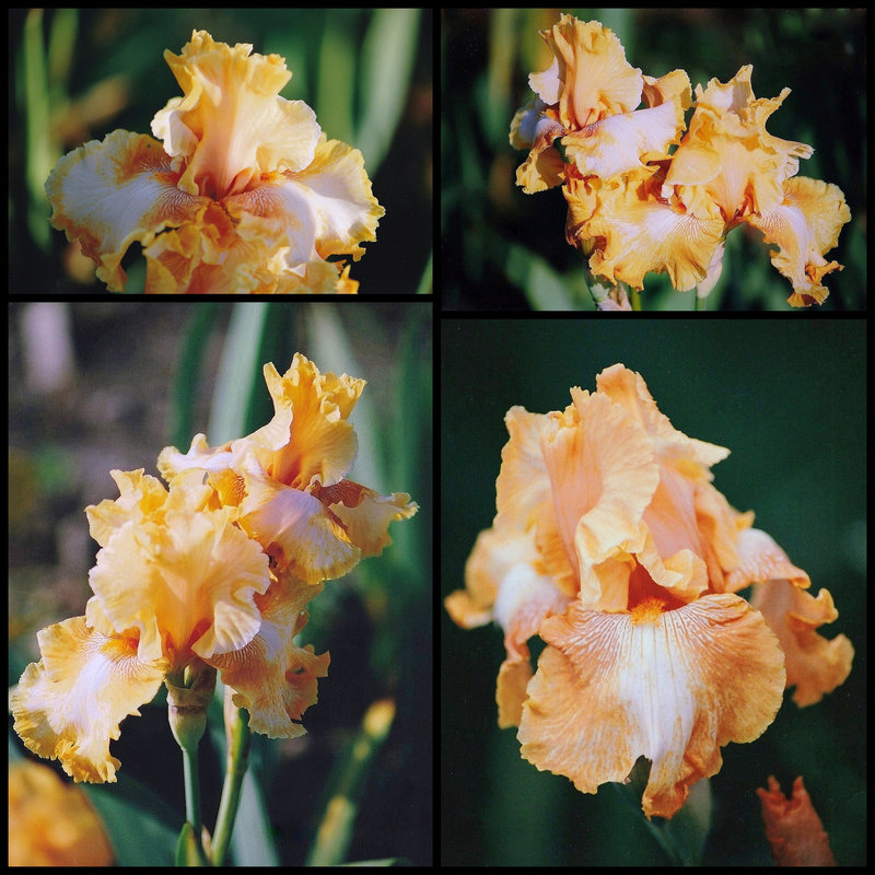 Iris Cajun Rythm