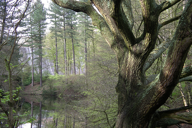 Ladybower Reservoir