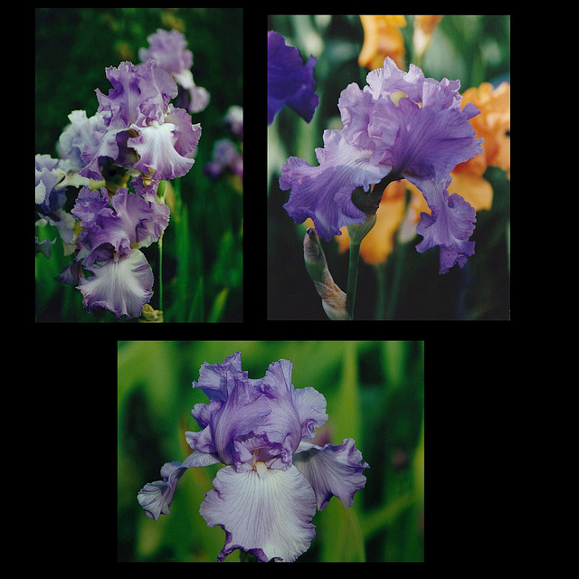 Iris Orchidarium