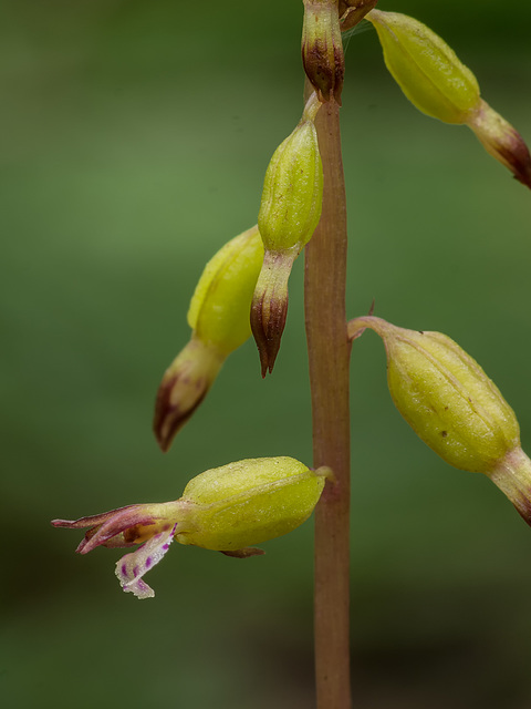 Corallorhiza odontorhiza (Autumn Coralroot orchid)