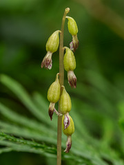 Corallorhiza odontorhiza (Autumn Coralroot orchid)