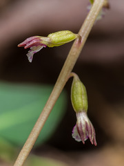 Corallorhiza odontorhiza (Autumn Coralroot orchid)