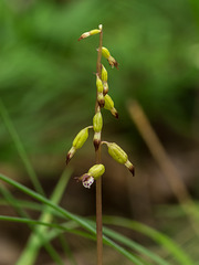 Corallorhiza odontorhiza (Autumn Coralroot orchid)