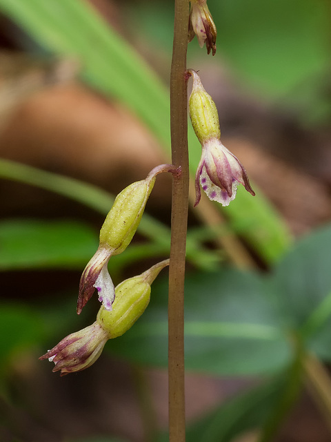 Corallorhiza odontorhiza (Autumn Coralroot orchid)