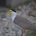 Parc aux oiseaux Villars les Dombes