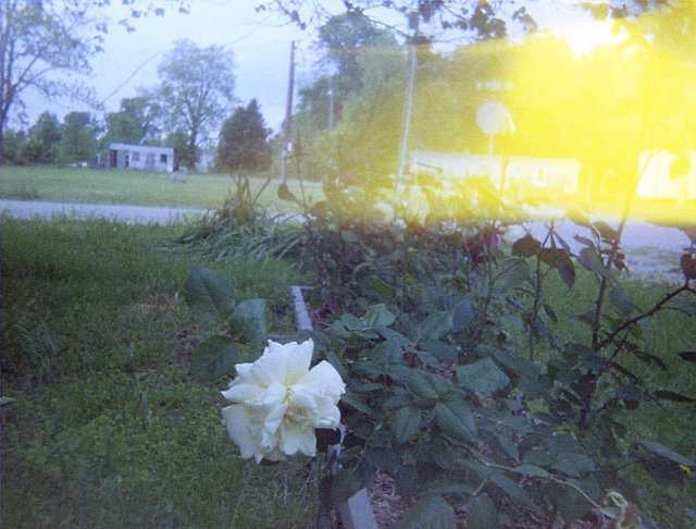 Light Leak Rose