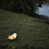 Sunlit seagull youngster