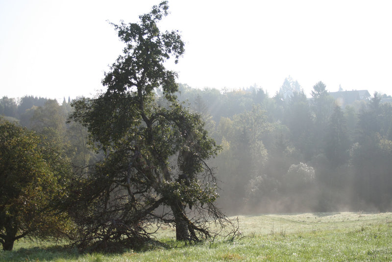 Frankenbaum