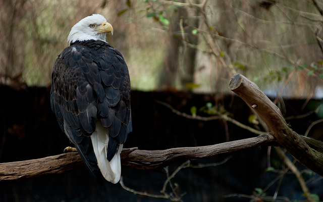 Bald Eagle