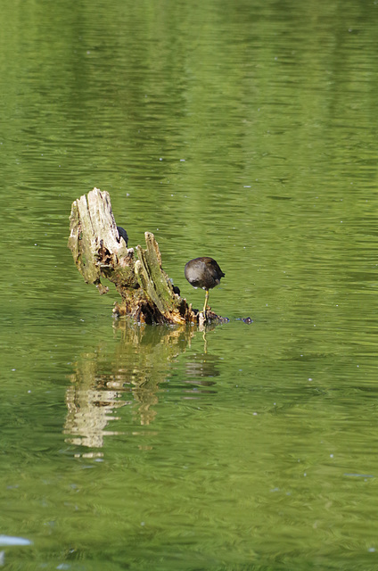 Parc aux oiseaux Villars les Dombes