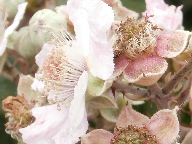 Wild blackberry flowers