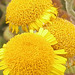 Lovely yellow wild plant [golden samphire]