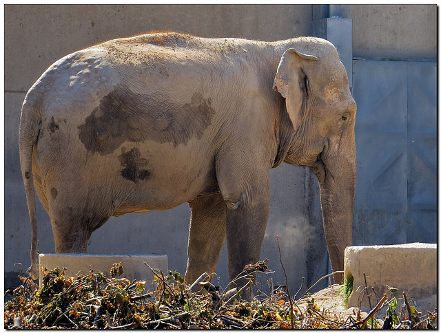 Elefant, trostlos .....