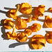 Fruit of the woods - Chanterelles