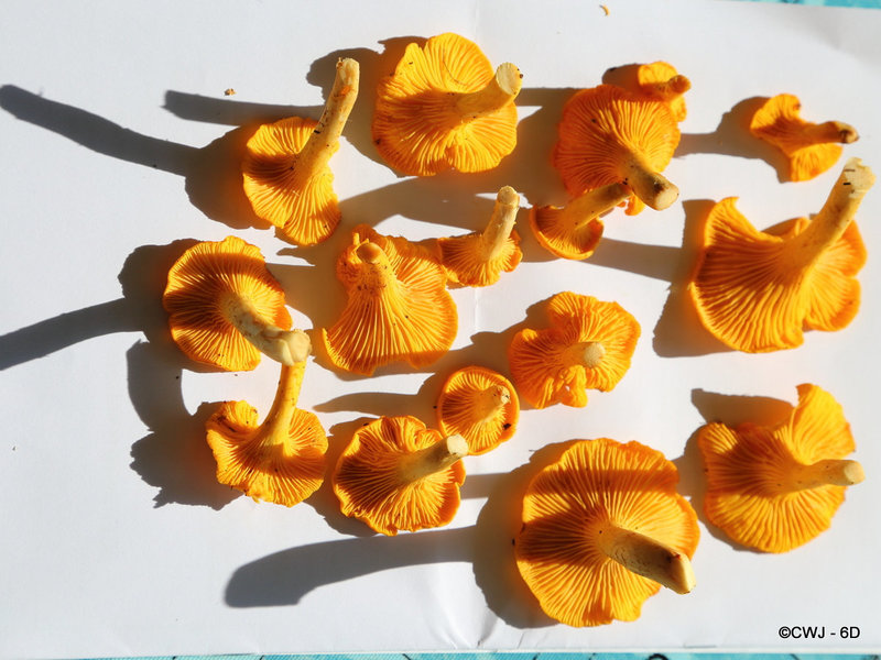 Fruit of the woods - Chanterelles