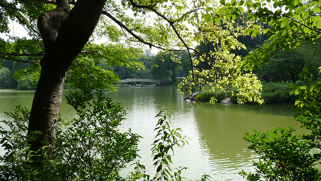 The Lake, Central Park