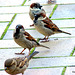 Four Sparrows