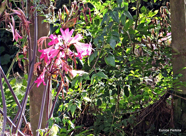 Naked Ladies in the bush