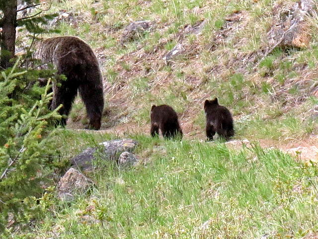 Grizzly Bear with cubs