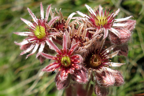 Joubarbe = Sempervivum (Crassulacées)