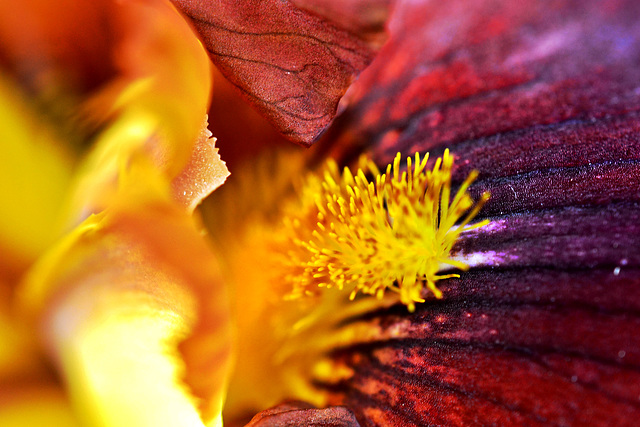 Iris