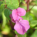 Woodland flower on the Spey