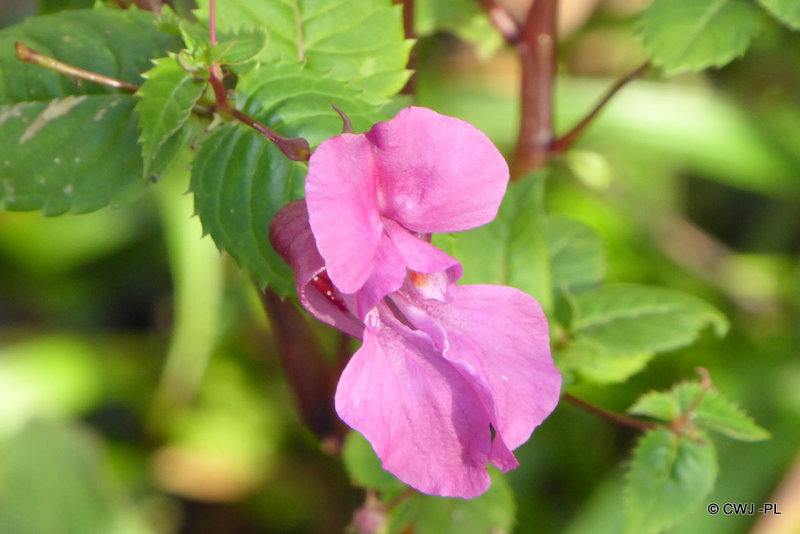 Woodland flower on the Spey
