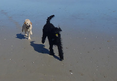 four dogs at Sandy Point