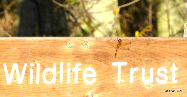 October Dragonfly