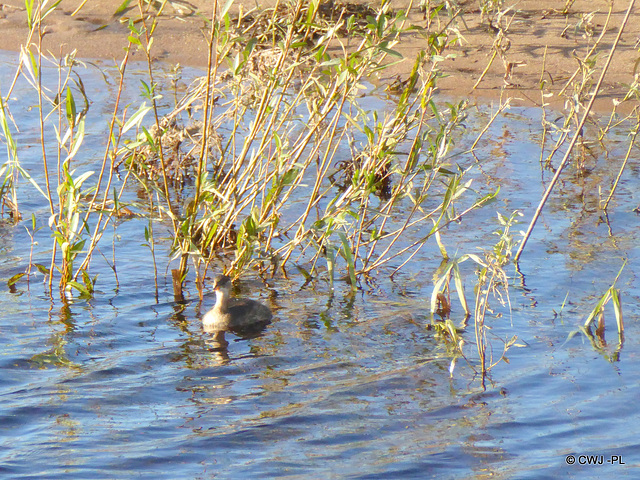 Wildlife on the Spey