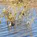 Wildlife on the Spey