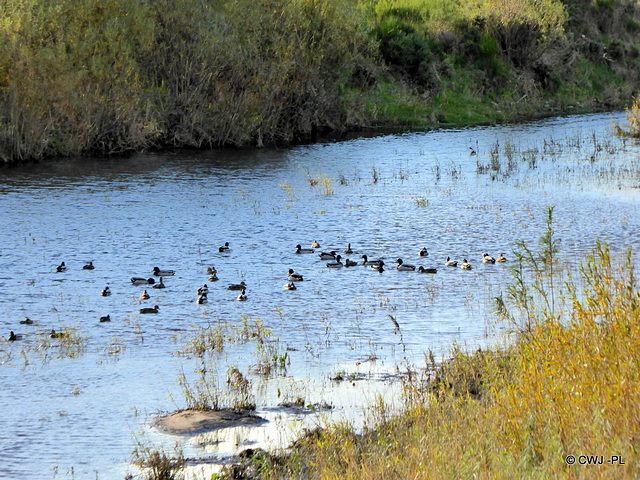 Wildlife on the Spey