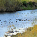 Wildlife on the Spey