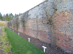 Gordon Castle Walled Garden Espaliers